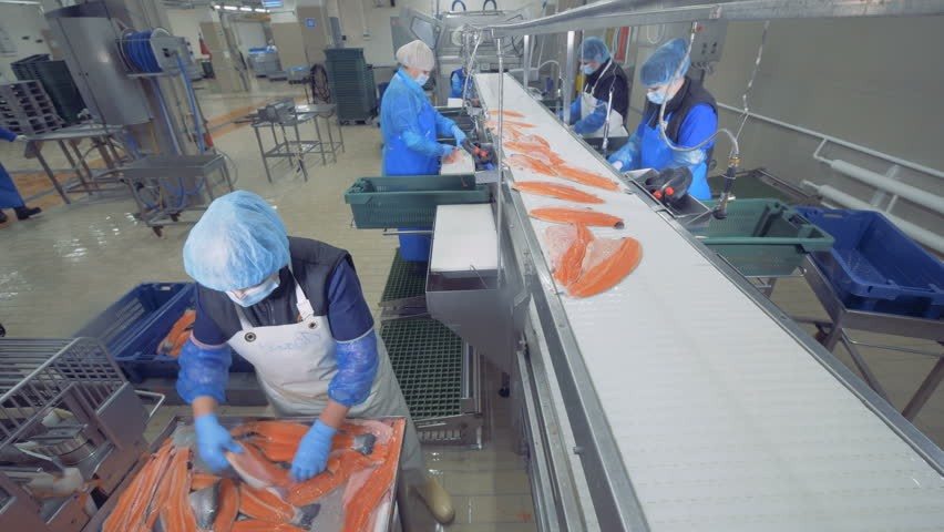 Băng tải phi lê cá và đặc điểm chất lượng trong quá trình vận chuyển