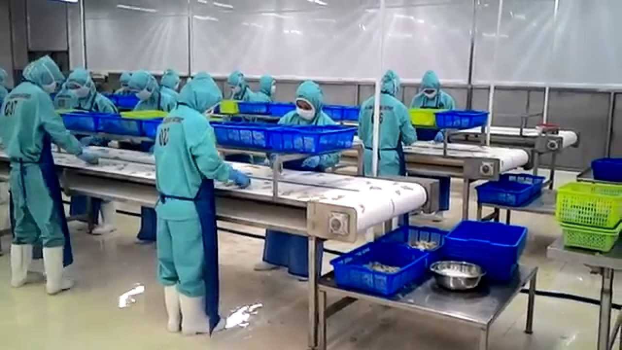 băng chuyền chế biến