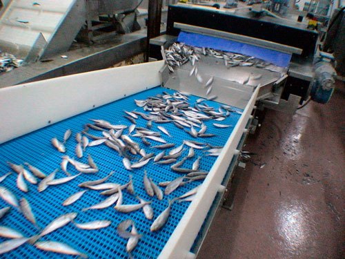 Tầm quan trọng của hệ thống băng tải trong các nhà máy chế biến thực phẩm