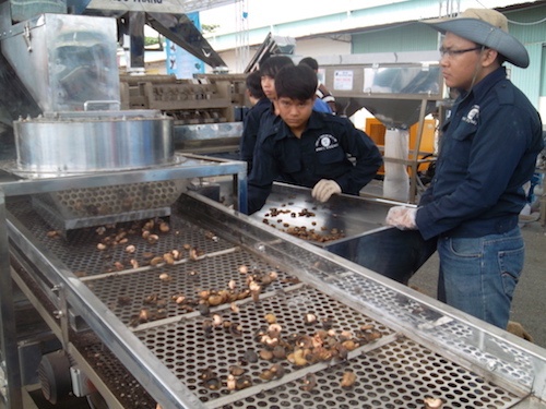 Ứng dụng băng tải trong ngành sản xuất chế biến hạt điều