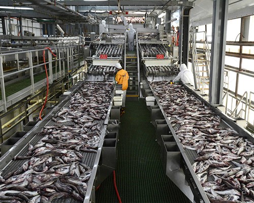 Băng tải hàng tạo nên bước chuyển mình cho ngành thủy sản Việt Nam