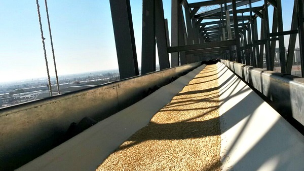 Băng tải lúa gạo thúc đẩy ngành công nghiệp sản xuất lúa gạo