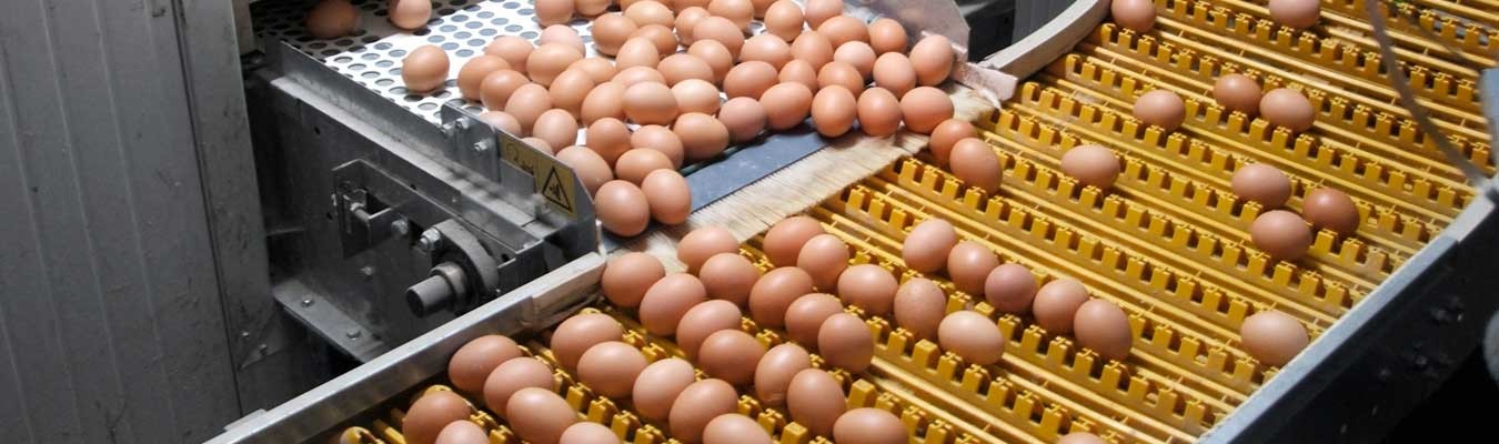 Lợi ích của băng tải hàng và các loại hệ thống băng tải