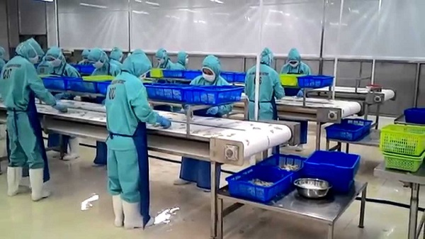 Lợi ích từ việc sử dụng băng tải thủy sản trong sản xuất