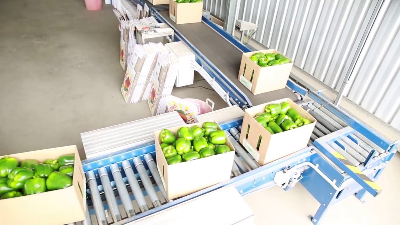 Top 10 các loại băng tải sử dụng trong ngành công nghiệp thực phẩm