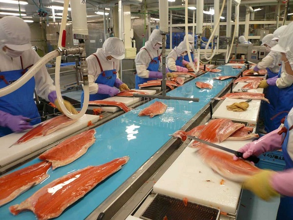 Ứng dụng băng tải phi lê cá vào chế biến thực phẩm