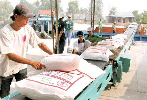 Băng tải lúa gạo – ưu tiên hàng đầu trong ngành xuất khẩu