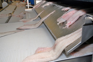 Băng tải phi lê cá sử dụng hiệu quả đảm bảo an toàn vệ sinh thực phẩm