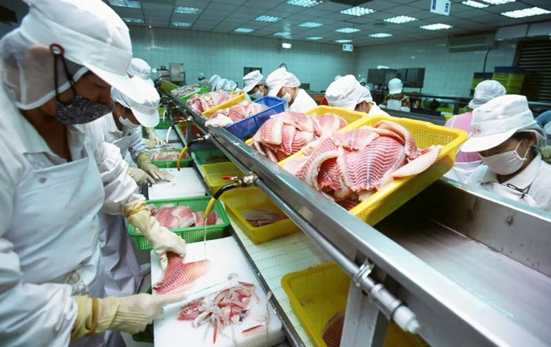 Băng tải phi lê cá trong ngành công nghiệp thực phẩm