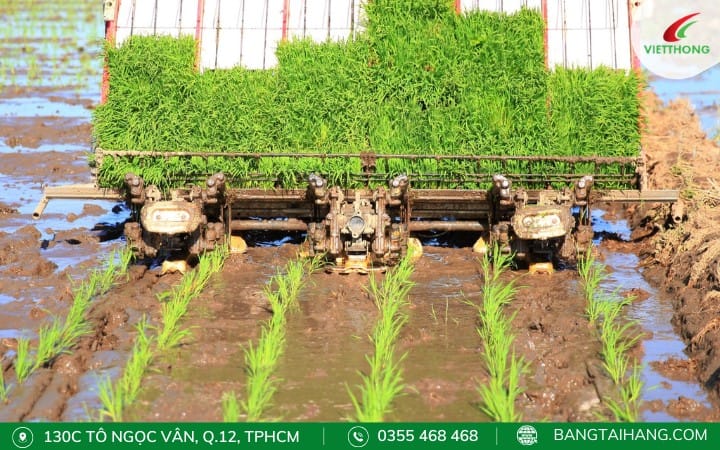 Máy cấy lúa 6 hàng cấy mạ nhanh chóng, đồng đều