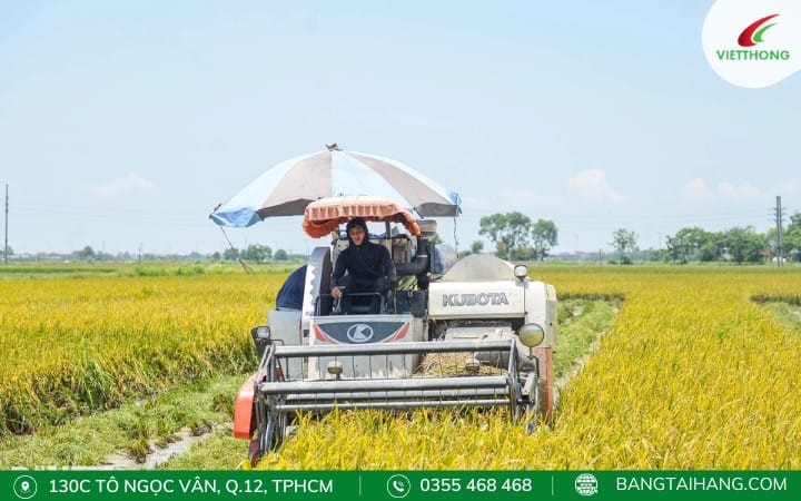 Máy gặt đập liên hợp thu hoạch lúa hiệu quả trên đồng ruộng